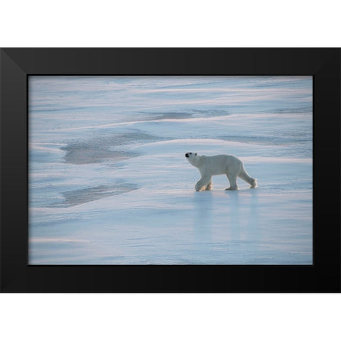 Norway-High Arctic Underweight polar bear on sea ice at dusk Black Modern Wood Framed Art Print by Hopkins, Cindy Miller