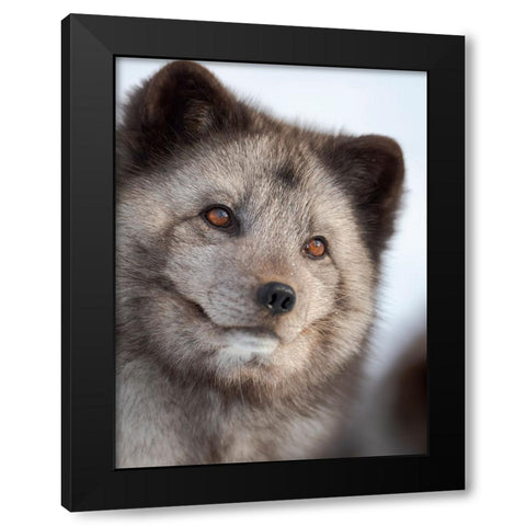 Arctic Fox- blue morph- in deep snow during winter. Europe- Norway- Bardu- Polar Park Black Modern Wood Framed Art Print with Double Matting by Zwick, Martin