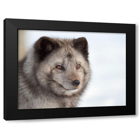Arctic Fox- blue morph- in deep snow during winter. Europe- Norway- Bardu- Polar Park Black Modern Wood Framed Art Print by Zwick, Martin