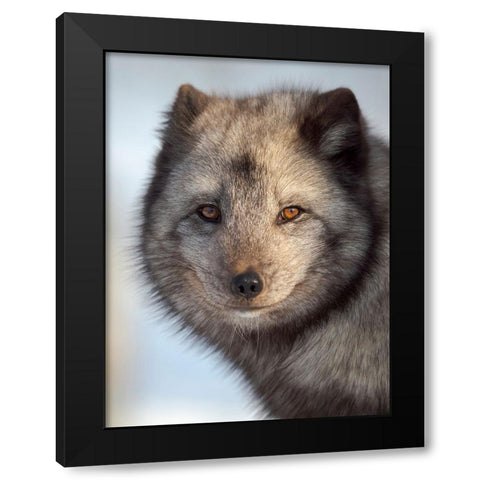 Arctic Fox- blue morph- in deep snow during winter. Europe- Norway- Bardu- Polar Park Black Modern Wood Framed Art Print by Zwick, Martin