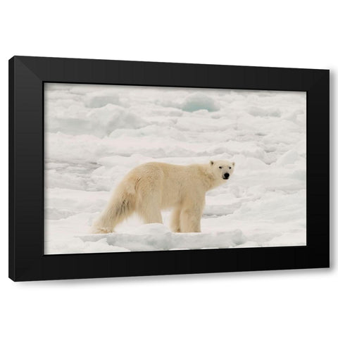 Polar bear-Ursus maritimus-Polar Ice Cap-north of Spitsbergen-Norway Black Modern Wood Framed Art Print with Double Matting by Pitamitz, Sergio