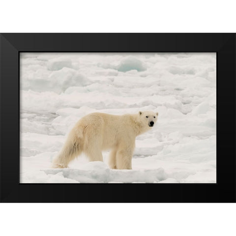 Polar bear-Ursus maritimus-Polar Ice Cap-north of Spitsbergen-Norway Black Modern Wood Framed Art Print by Pitamitz, Sergio