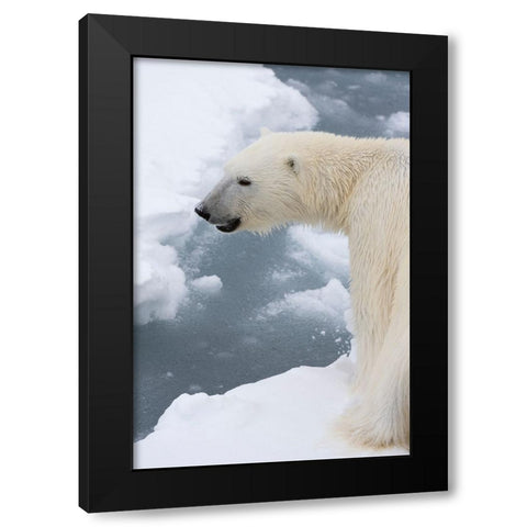 Polar bear-Ursus maritimus-Polar Ice Cap-north of Spitsbergen-Norway Black Modern Wood Framed Art Print with Double Matting by Pitamitz, Sergio