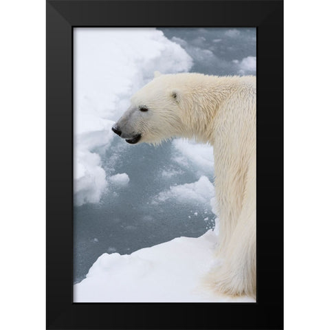 Polar bear-Ursus maritimus-Polar Ice Cap-north of Spitsbergen-Norway Black Modern Wood Framed Art Print by Pitamitz, Sergio