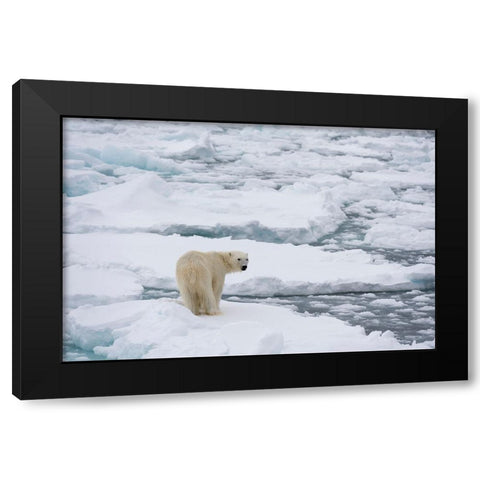 Polar bear-Ursus maritimus-Polar Ice Cap-north of Spitsbergen-Norway Black Modern Wood Framed Art Print with Double Matting by Pitamitz, Sergio