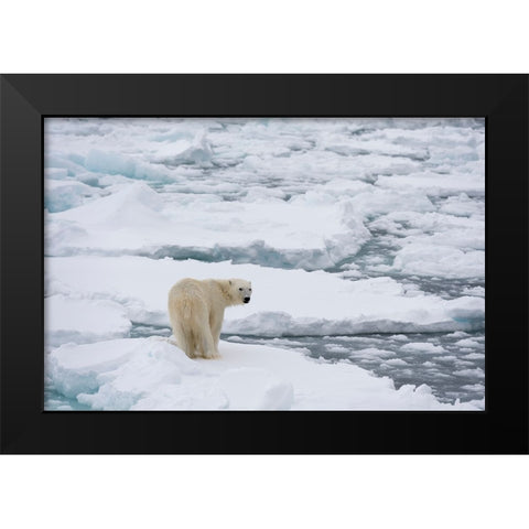 Polar bear-Ursus maritimus-Polar Ice Cap-north of Spitsbergen-Norway Black Modern Wood Framed Art Print by Pitamitz, Sergio