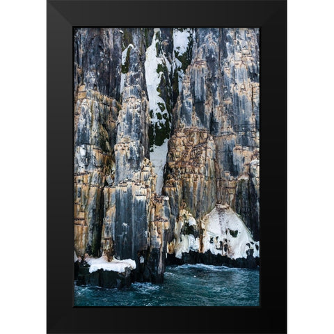 Brunnichs Guillemots-Uria lomvia-Alkefjellet-Spitsbergen-Svalbard Islands-Norway Black Modern Wood Framed Art Print by Pitamitz, Sergio