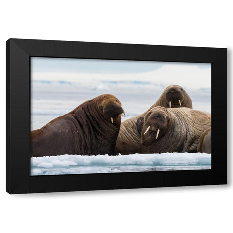 Atlantic walruses-Odobenus rosmarus-Vibebukta-Austfonna-Nordaustlandet-Svalbard Islands-Norway Black Modern Wood Framed Art Print by Pitamitz, Sergio