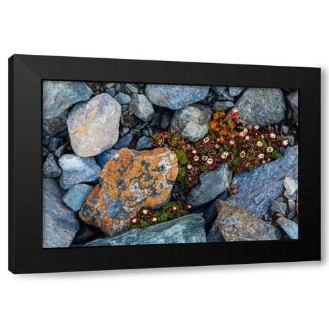 Tufted saxifrage {Saxifraga cepitosa}-in flower Black Modern Wood Framed Art Print by Pitamitz, Sergio