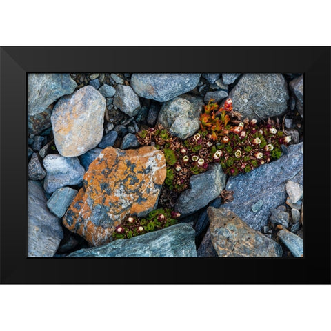 Tufted saxifrage {Saxifraga cepitosa}-in flower Black Modern Wood Framed Art Print by Pitamitz, Sergio