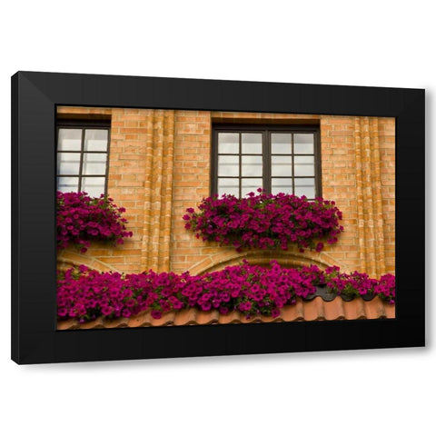 Poland, Gdansk Window boxes with purple petunias Black Modern Wood Framed Art Print with Double Matting by Ross, Nancy ,  Steve