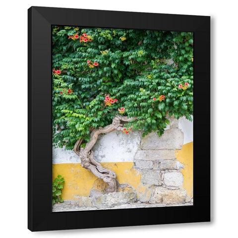 Portugal-Obidos-Large trumpet vine growing against a wall in the streets of Obidos Black Modern Wood Framed Art Print by Eggers, Julie