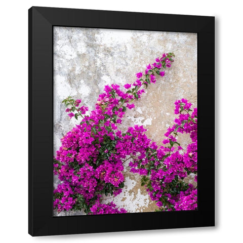 Portugal-Obidos-Hot pink or magenta bougainvillea against an old wall Black Modern Wood Framed Art Print with Double Matting by Eggers, Julie