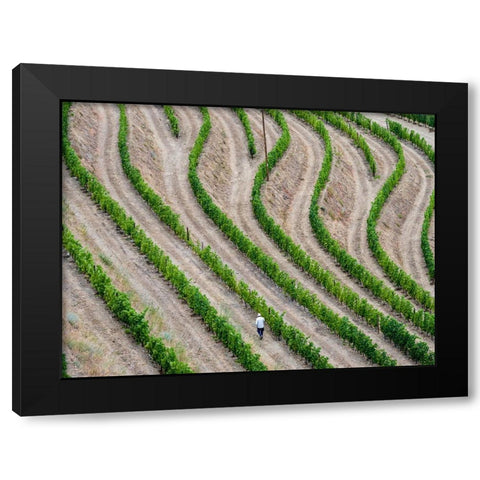 Portugal-Douro Valley-Terraced vineyards lining the hills Black Modern Wood Framed Art Print with Double Matting by Eggers, Julie