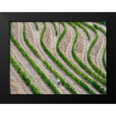 Portugal-Douro Valley-Terraced vineyards lining the hills Black Modern Wood Framed Art Print by Eggers, Julie