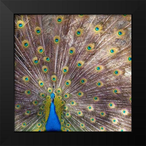 Lisbon- Portugal. Castelo Sao Jorge. Peacocks reside on the castle grounds Black Modern Wood Framed Art Print by McRoberts, Julien