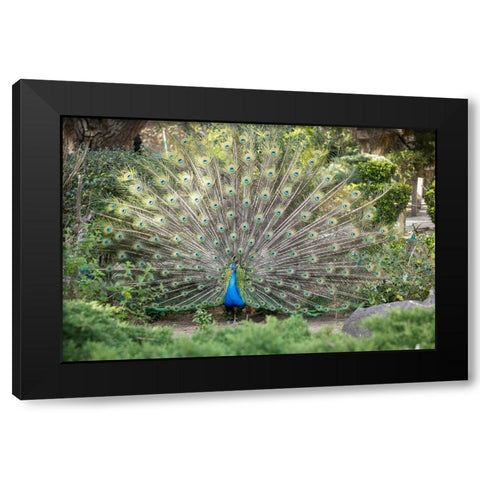 Lisbon- Portugal. Castelo Sao Jorge. Peacocks reside on the castle grounds Black Modern Wood Framed Art Print with Double Matting by McRoberts, Julien