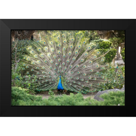 Lisbon- Portugal. Castelo Sao Jorge. Peacocks reside on the castle grounds Black Modern Wood Framed Art Print by McRoberts, Julien