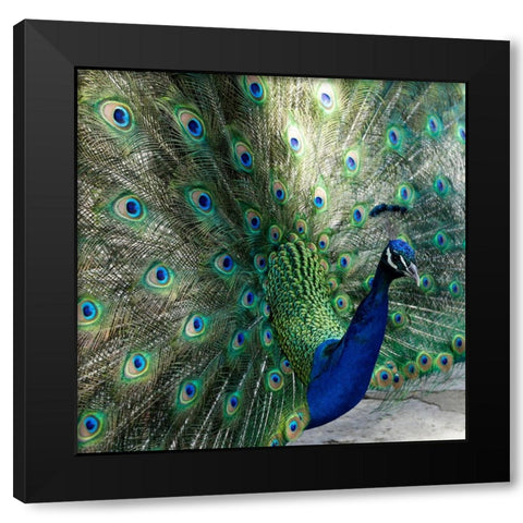 Lisbon- Portugal. Castelo Sao Jorge. Peacocks reside on the castle grounds Black Modern Wood Framed Art Print with Double Matting by McRoberts, Julien