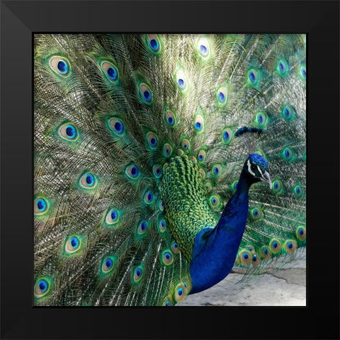 Lisbon- Portugal. Castelo Sao Jorge. Peacocks reside on the castle grounds Black Modern Wood Framed Art Print by McRoberts, Julien
