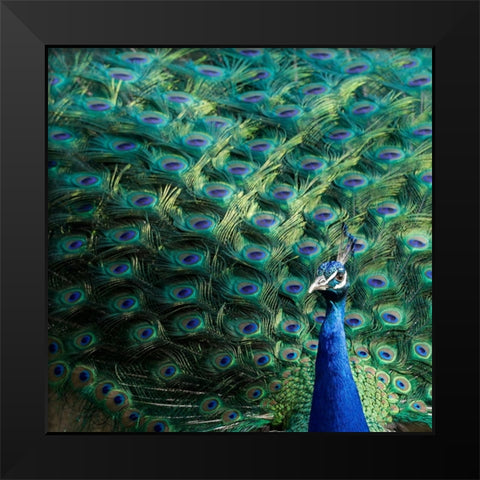 Lisbon- Portugal. Castelo Sao Jorge. Peacocks reside on the castle grounds Black Modern Wood Framed Art Print by McRoberts, Julien