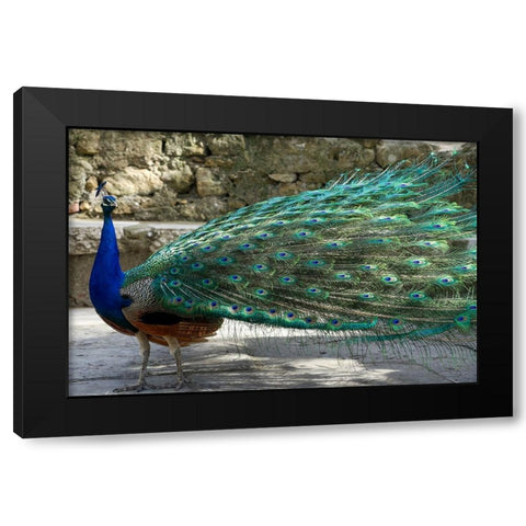 Lisbon- Portugal. Castelo Sao Jorge. Peacocks reside on the castle grounds Black Modern Wood Framed Art Print with Double Matting by McRoberts, Julien
