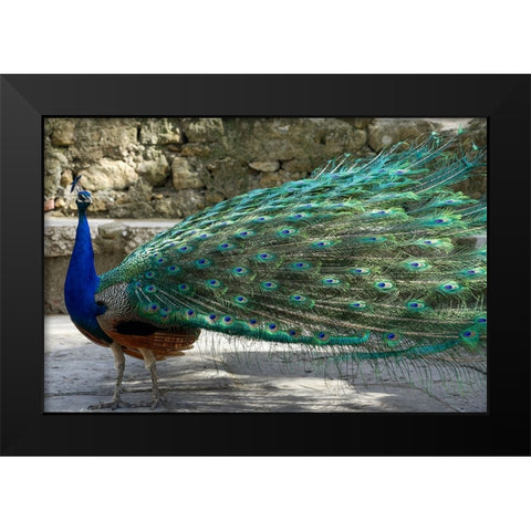 Lisbon- Portugal. Castelo Sao Jorge. Peacocks reside on the castle grounds Black Modern Wood Framed Art Print by McRoberts, Julien