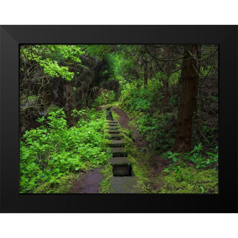 Levada-traditional irrigation channel near Cabeco Gordo in dense forest  Black Modern Wood Framed Art Print by Zwick, Martin