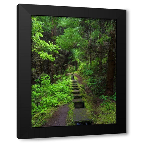 Levada-traditional irrigation channel near Cabeco Gordo in dense forest  Black Modern Wood Framed Art Print by Zwick, Martin