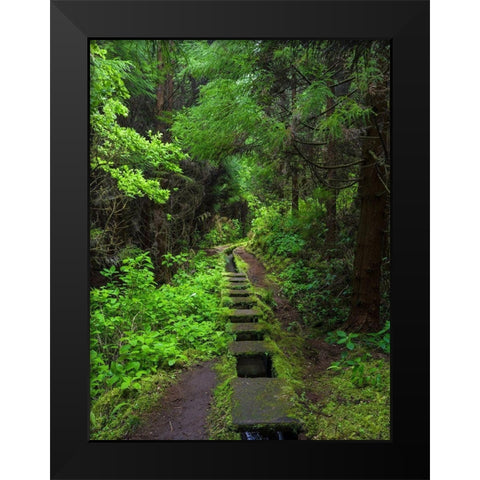 Levada-traditional irrigation channel near Cabeco Gordo in dense forest  Black Modern Wood Framed Art Print by Zwick, Martin