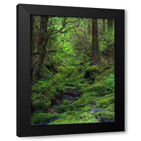 Forest near Cabeco Grodo Faial Island-an island in the Azores in the Atlantic Ocean  Black Modern Wood Framed Art Print by Zwick, Martin