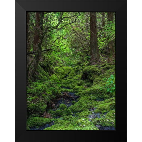 Forest near Cabeco Grodo Faial Island-an island in the Azores in the Atlantic Ocean  Black Modern Wood Framed Art Print by Zwick, Martin