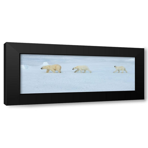 Russia-High Arctic-Franz Josef Land Polar bear female with two cubs on sea ice Black Modern Wood Framed Art Print with Double Matting by Hopkins, Cindy Miller