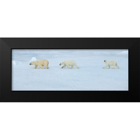Russia-High Arctic-Franz Josef Land Polar bear female with two cubs on sea ice Black Modern Wood Framed Art Print by Hopkins, Cindy Miller