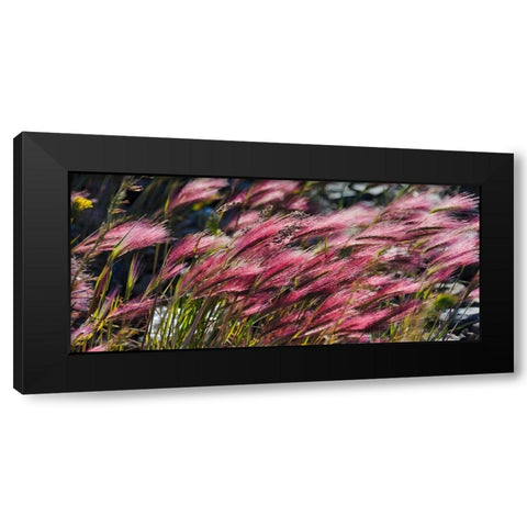 Wild barley-Hardeuom-Anadyr-Chukotka Autonomous Okrug-Russia Black Modern Wood Framed Art Print by Su, Keren