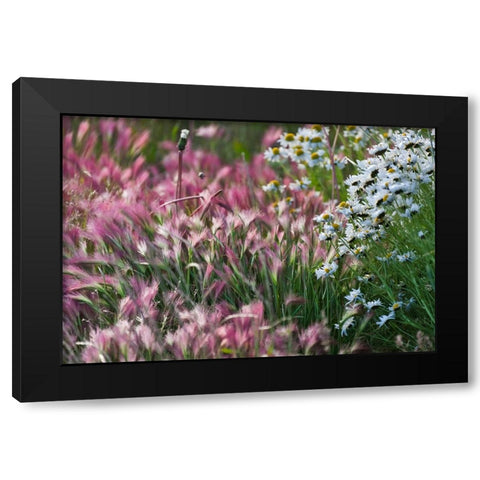 Wild barley-Hardeuom-Anadyr-Chukotka Autonomous Okrug-Russia Black Modern Wood Framed Art Print with Double Matting by Su, Keren