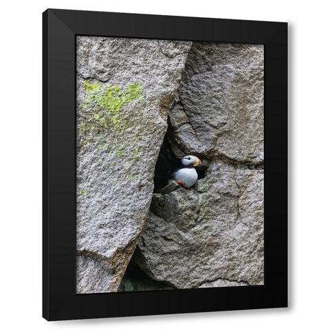 Horned Puffin-Fratercula comiculata-Cape Archen-Bering Sea-Russian Far East Black Modern Wood Framed Art Print with Double Matting by Su, Keren