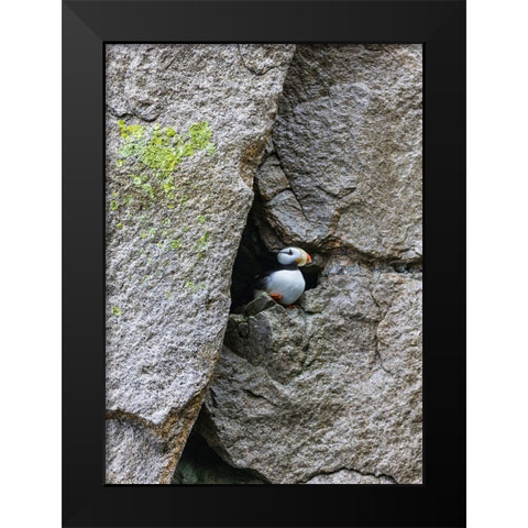 Horned Puffin-Fratercula comiculata-Cape Archen-Bering Sea-Russian Far East Black Modern Wood Framed Art Print by Su, Keren