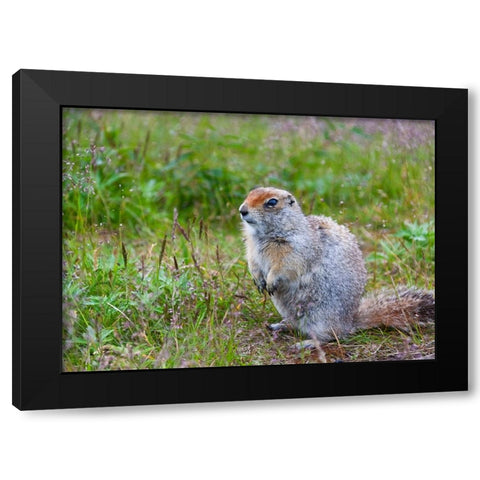 Ground squirrel-Chukchi Peninsula-Russian Far East Black Modern Wood Framed Art Print by Su, Keren