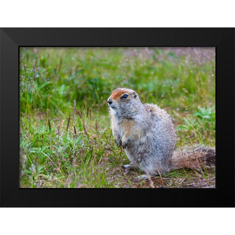 Ground squirrel-Chukchi Peninsula-Russian Far East Black Modern Wood Framed Art Print by Su, Keren