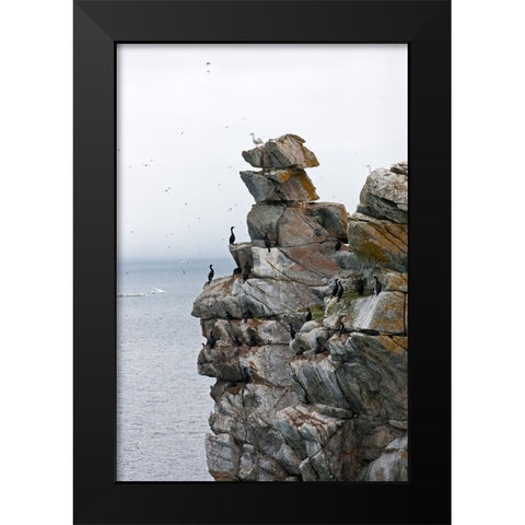 Cormorants and seagulls on rock pile-Kolyuchin Island-once an important Russian Polar Research Stat Black Modern Wood Framed Art Print by Su, Keren