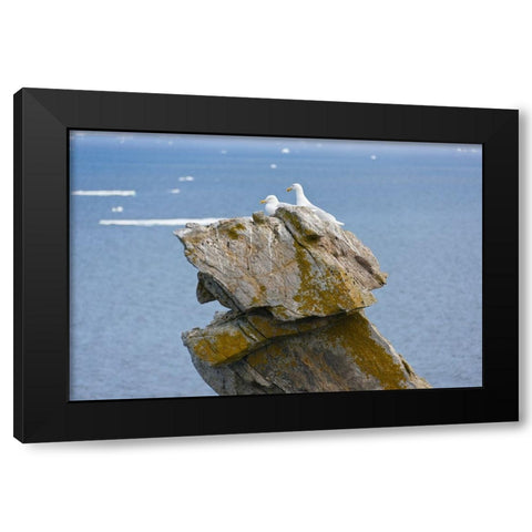 Seagulls on rock pile-Kolyuchin Island-once an important Russian Polar Research Station-Bering Sea- Black Modern Wood Framed Art Print with Double Matting by Su, Keren