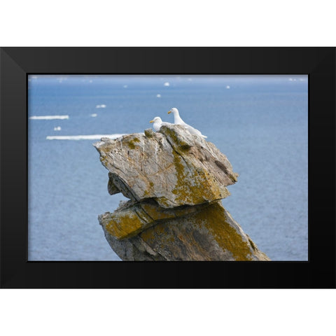 Seagulls on rock pile-Kolyuchin Island-once an important Russian Polar Research Station-Bering Sea- Black Modern Wood Framed Art Print by Su, Keren