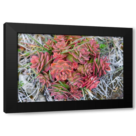 Arctic cactus-Wrangel Island in Chukchi Sea-Russian Far East Black Modern Wood Framed Art Print with Double Matting by Su, Keren