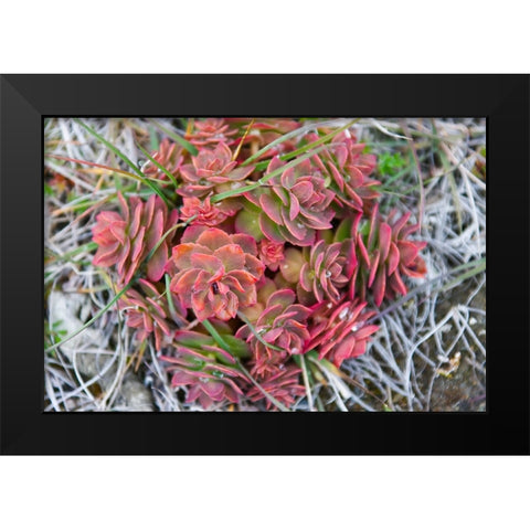 Arctic cactus-Wrangel Island in Chukchi Sea-Russian Far East Black Modern Wood Framed Art Print by Su, Keren