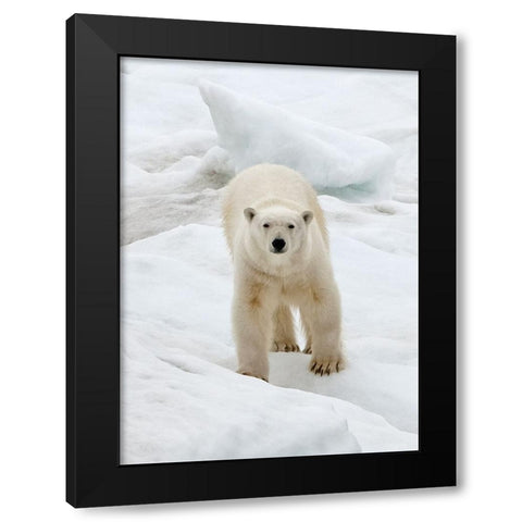 Polar Bear on ice-Bering Sea-Russia Far East Black Modern Wood Framed Art Print with Double Matting by Su, Keren