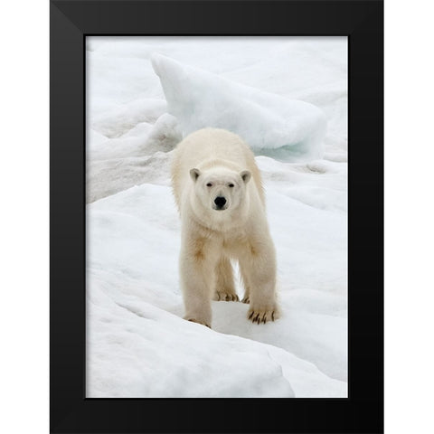 Polar Bear on ice-Bering Sea-Russia Far East Black Modern Wood Framed Art Print by Su, Keren