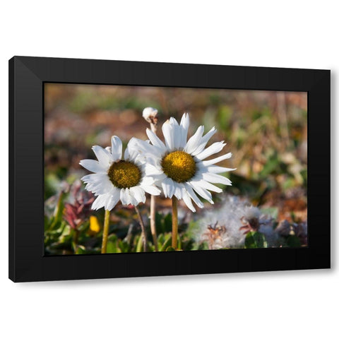 Arctic Chrysanthemum-Chrysanthemum arcticum-Cape Onman-Chukchi Sea-Russia Far East Black Modern Wood Framed Art Print with Double Matting by Su, Keren