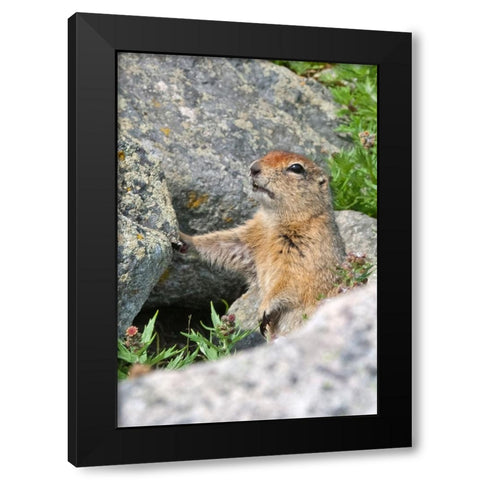 Ground squirrel-Cape Dezhnev-most eastern corner of Eurasia-Russian Far East Black Modern Wood Framed Art Print by Su, Keren