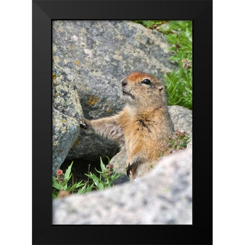 Ground squirrel-Cape Dezhnev-most eastern corner of Eurasia-Russian Far East Black Modern Wood Framed Art Print by Su, Keren